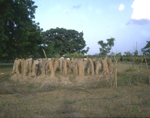 Tombe entourées de bois